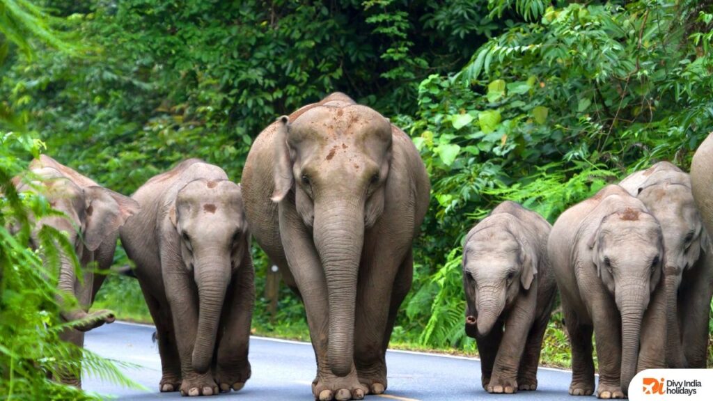 Magical Kerala Escape – 4 Nights 5 Days Tour