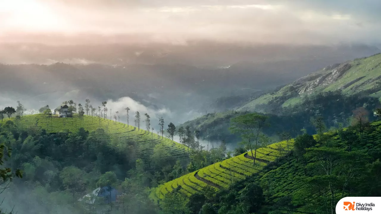 Munnar tea plants hill view