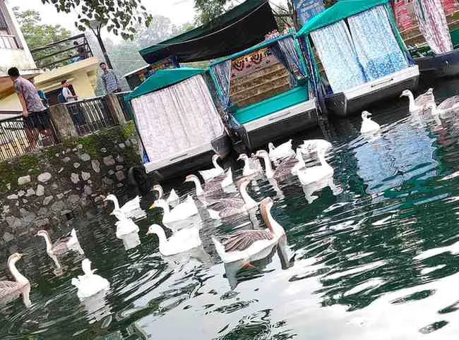 Ducks in the lake
